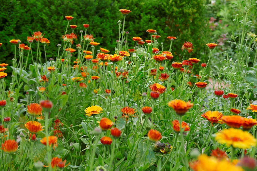 P664 18Leeave Kristyramage 190710 N133 Medium