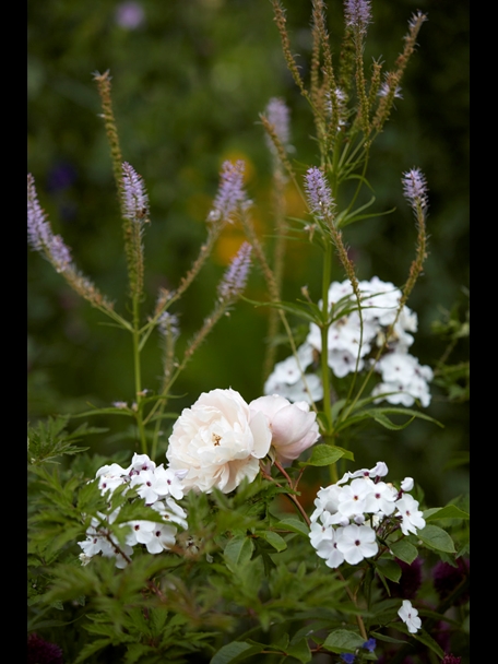 P510 July 2020 N281 Medium