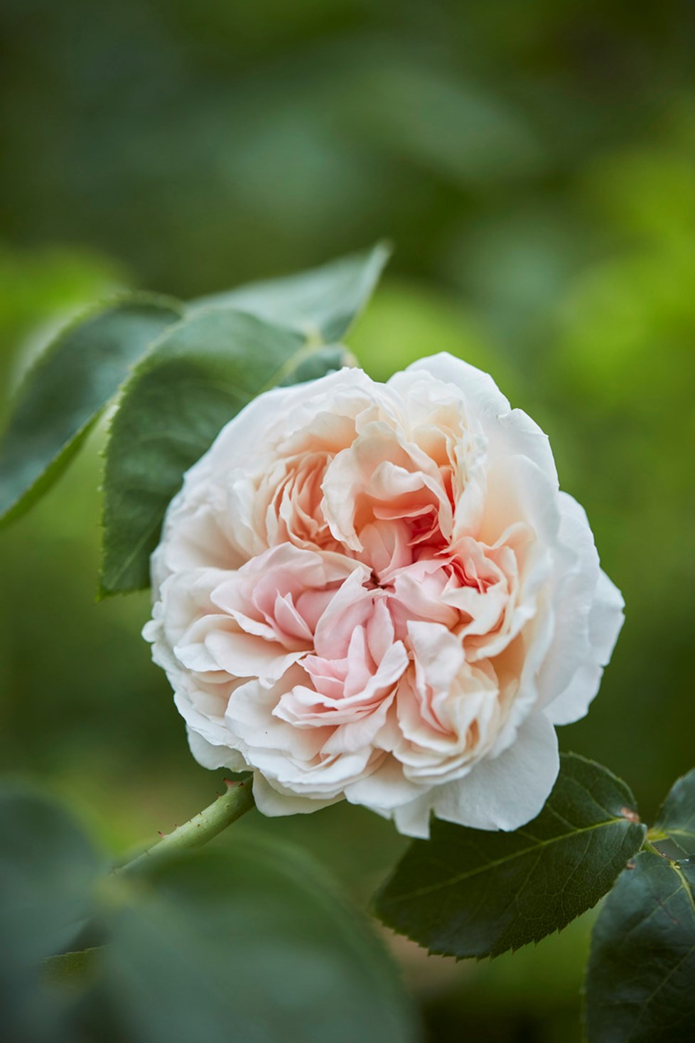 P664 Ngoc Minh Ngo N48 Medium