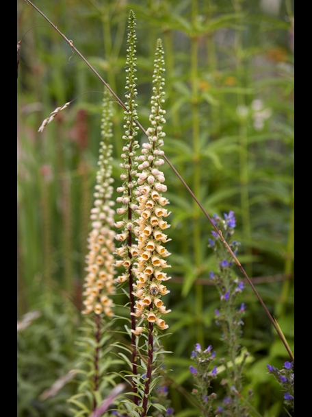 P510 July 2020 N279 Medium