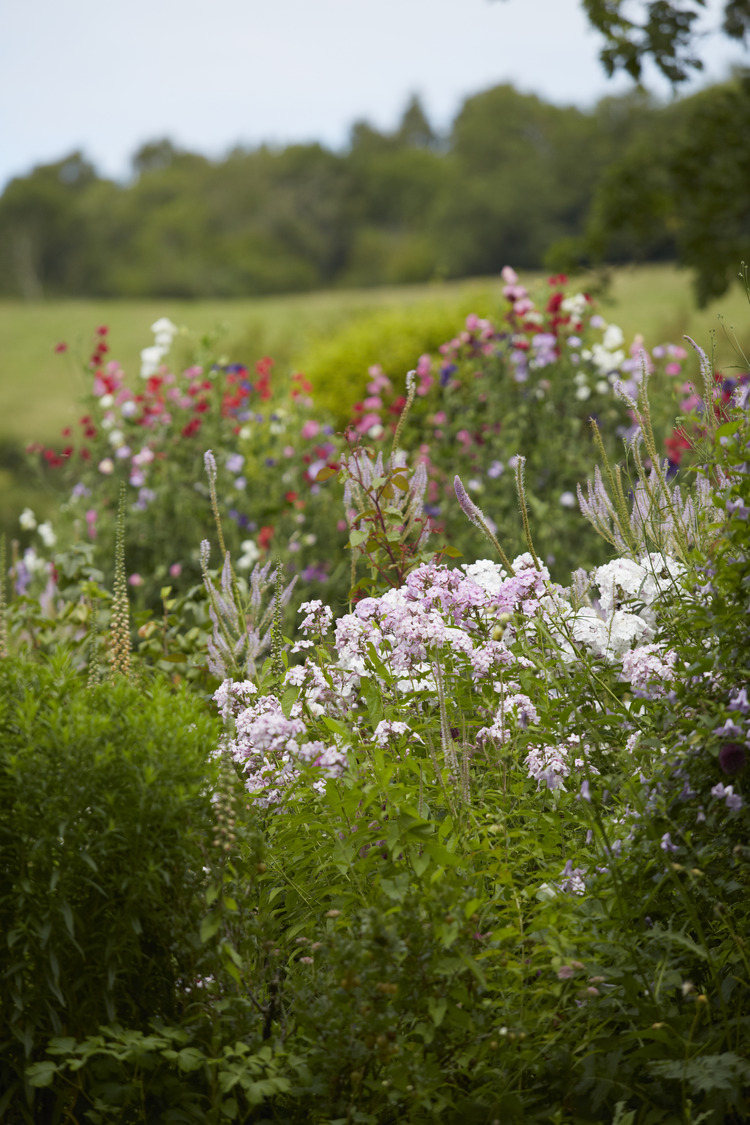 P510 July 2020 N466 Medium