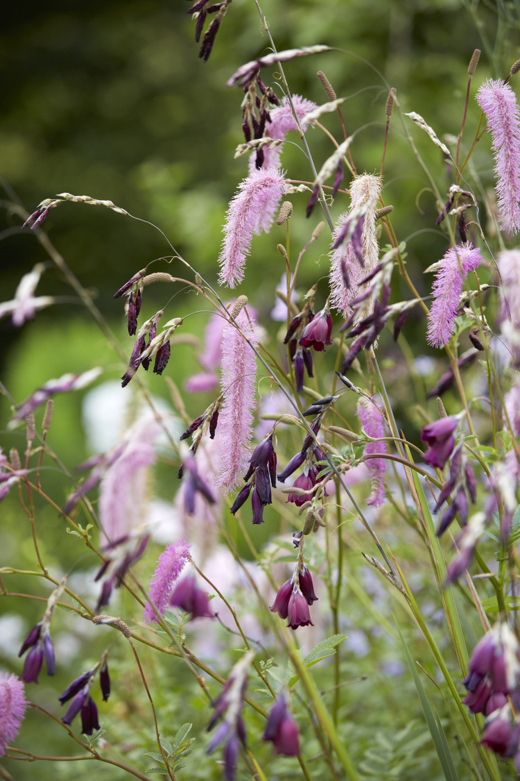 P510 July 2020 N292 Medium